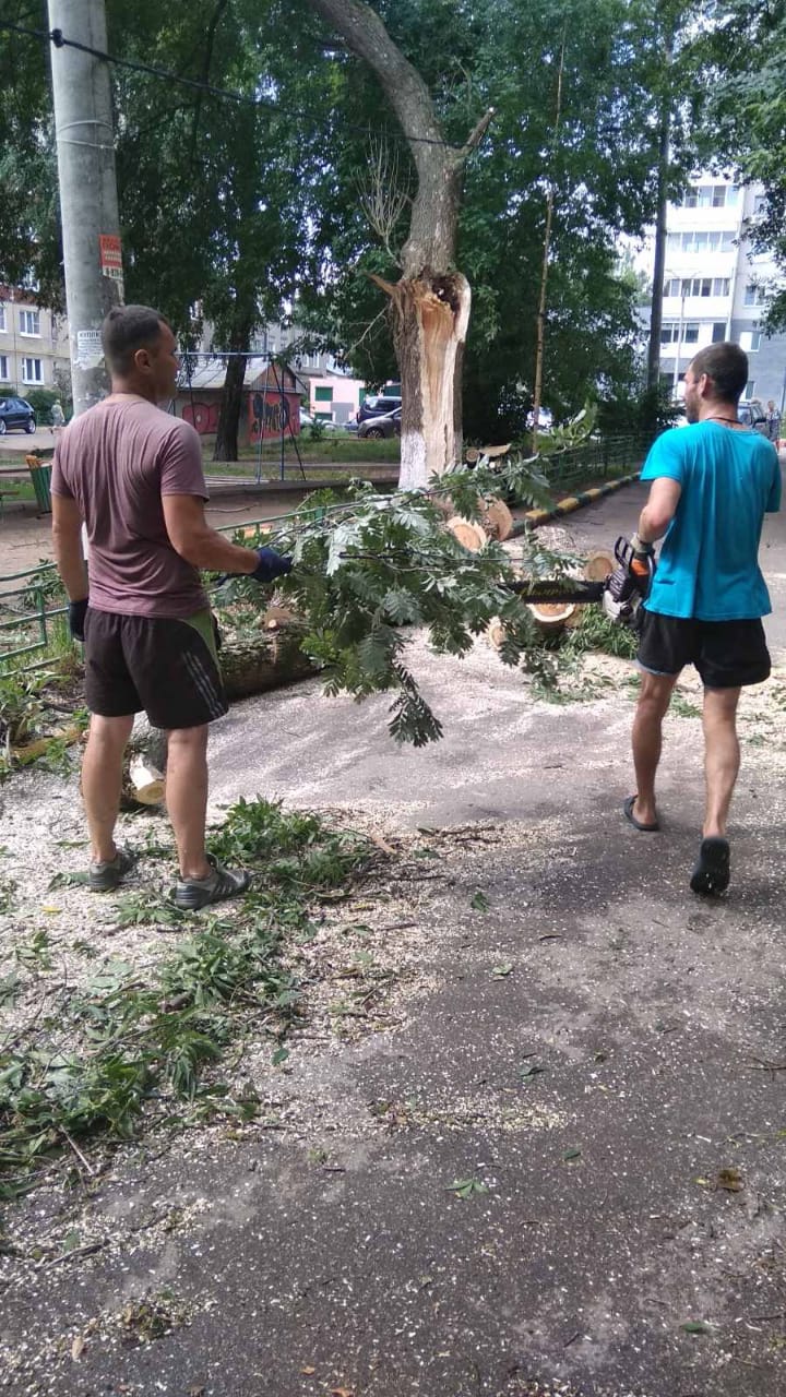 Ветер повалил в Нижнем Новгороде более 200 деревьев - Официальный сайт  администрации города Нижнего Новгорода