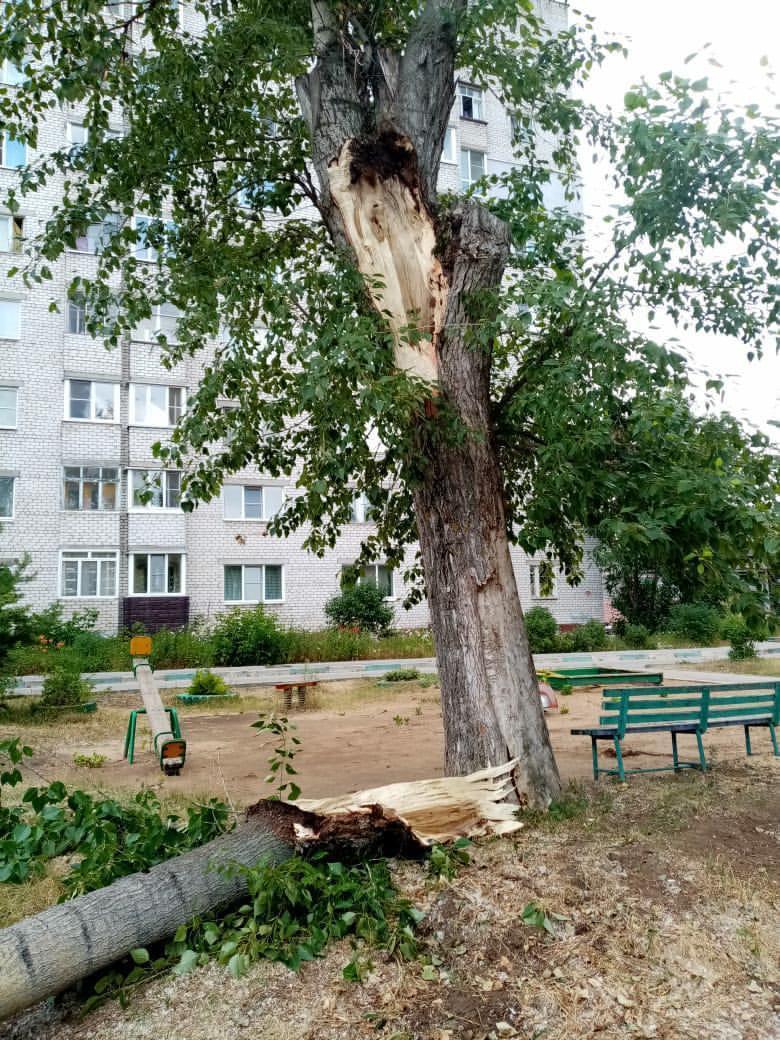 Ветер повалил в Нижнем Новгороде более 200 деревьев | 29.06.2021 | Нижний  Новгород - БезФормата